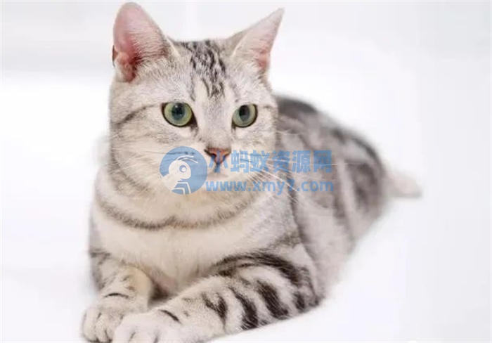 宠物市场副业项目玩法,倒腾新奇宠物年入10W 赚钱 副业 经验心得 第1张 宠物市场副业项目玩法,倒腾新奇宠物年入10W