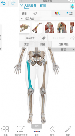 人体解剖学图谱中文免费版v2025.00.012-免费资源网-第17张图片